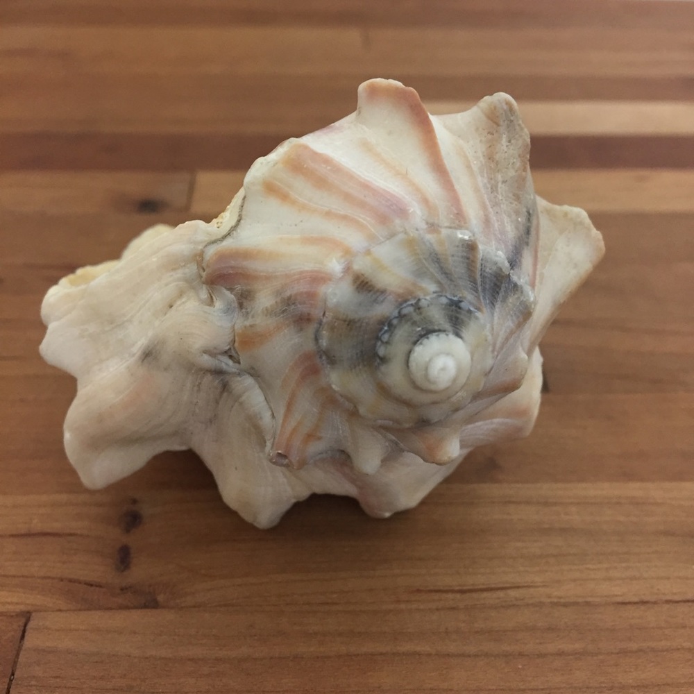 Beautiful Real Seashell - Picture 3 of 12